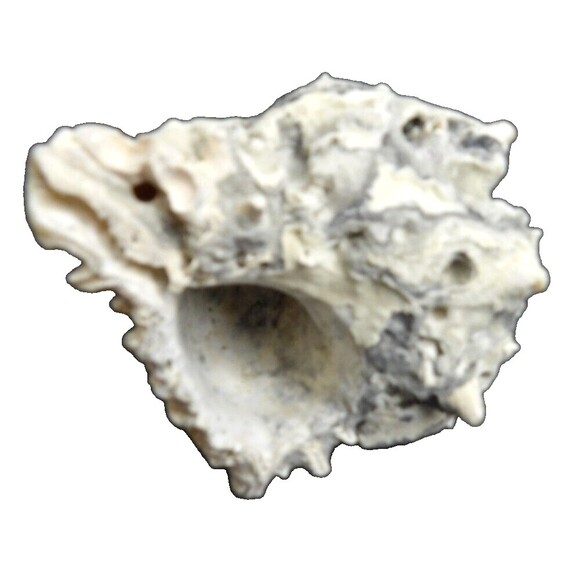 Unique Gray Conch Fossil Seashell Sea Shell Whelk Nautical Crafting Real Beach - Picture 3 of 6